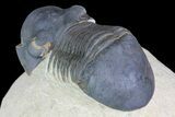 Paralejurus Trilobite Fossil - Foum Zguid, Morocco #75477-4